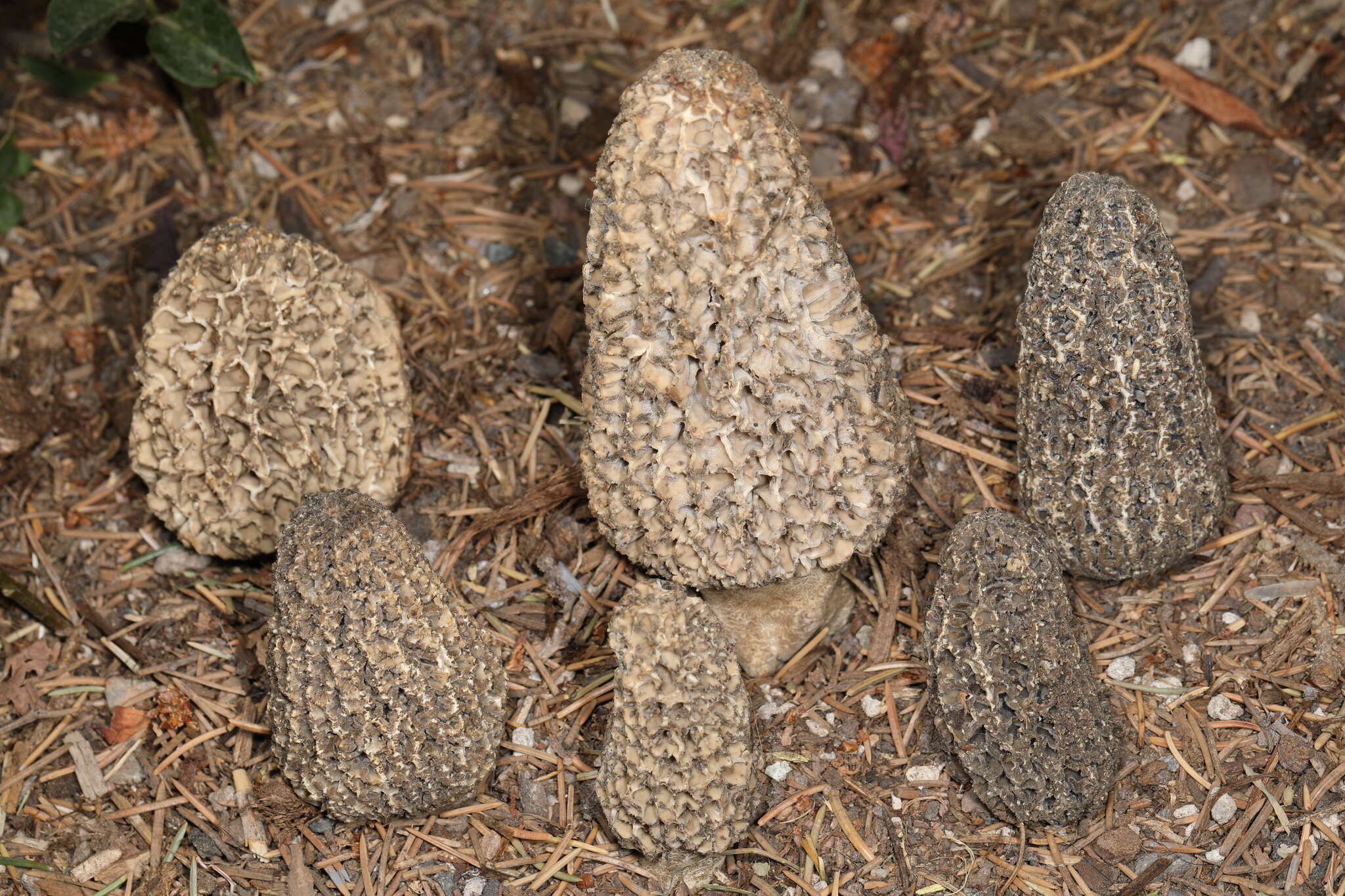 Image de Morchella tomentosa M. Kuo 2008