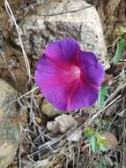 Image de Ipomoea emetica Choisy