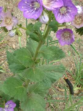 Phacelia grandiflora (Benth.) A. Gray的圖片