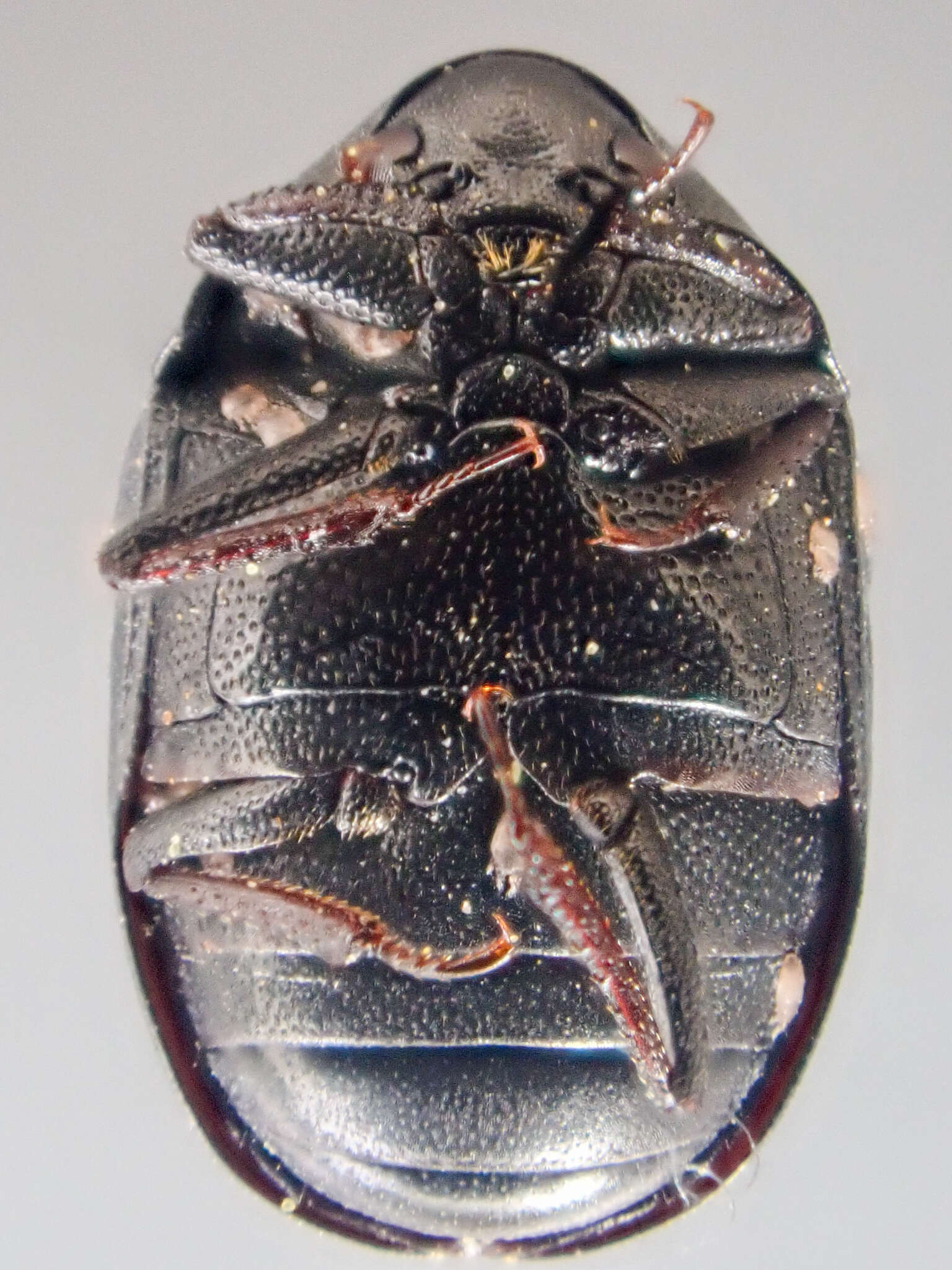 Orphilus subnitidus Le Conte 1861 resmi