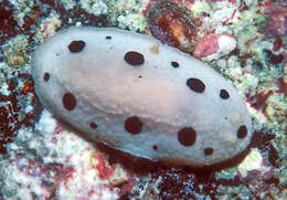 Image of Armored Phyllidiopsis