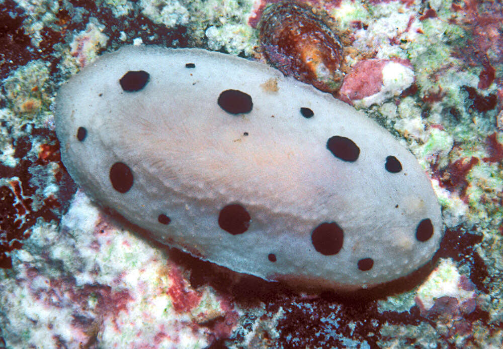 Image of Armored Phyllidiopsis