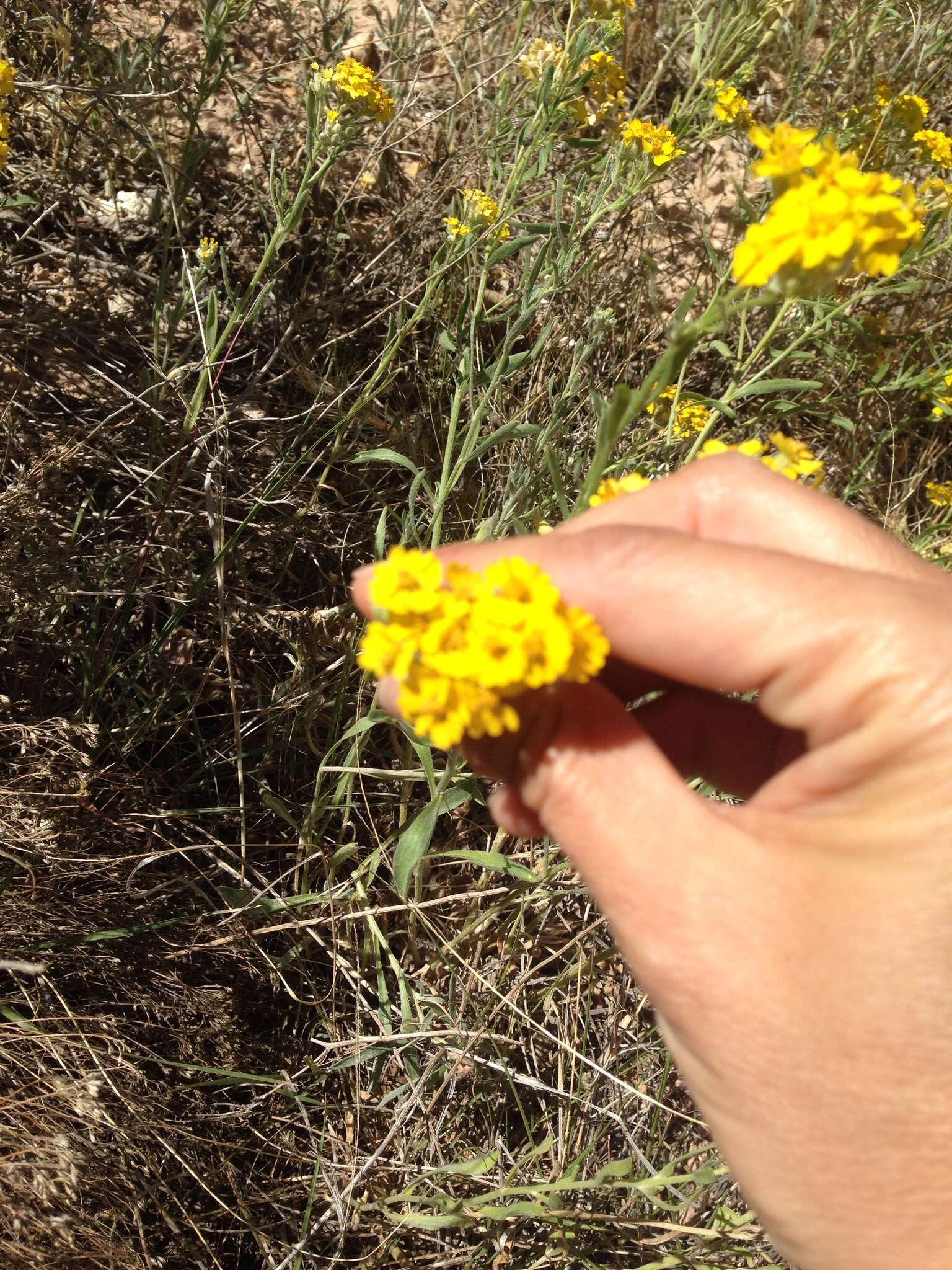 Image of woolly paperflower