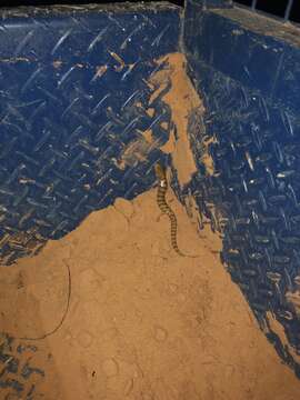 Image of Broad Banded Sand Swimmer