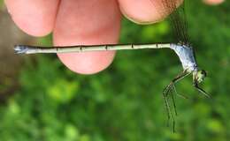 Imagem de Lestes inaequalis Walsh 1862