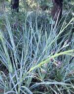 Image of Eryngium pandanifolium Cham. & Schltdl.