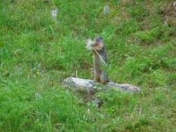 Image of Columbian ground squirrel