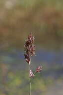 Image of Colpodium altaicum Trin.