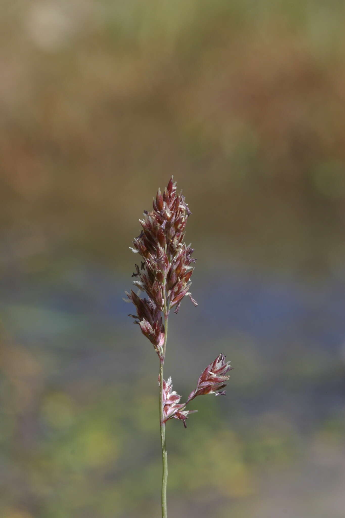 Image of Colpodium altaicum Trin.