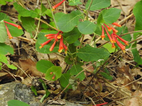 Image of Arizona honeysuckle