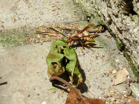 Image of Polistes cavapytiformis Richards 1978