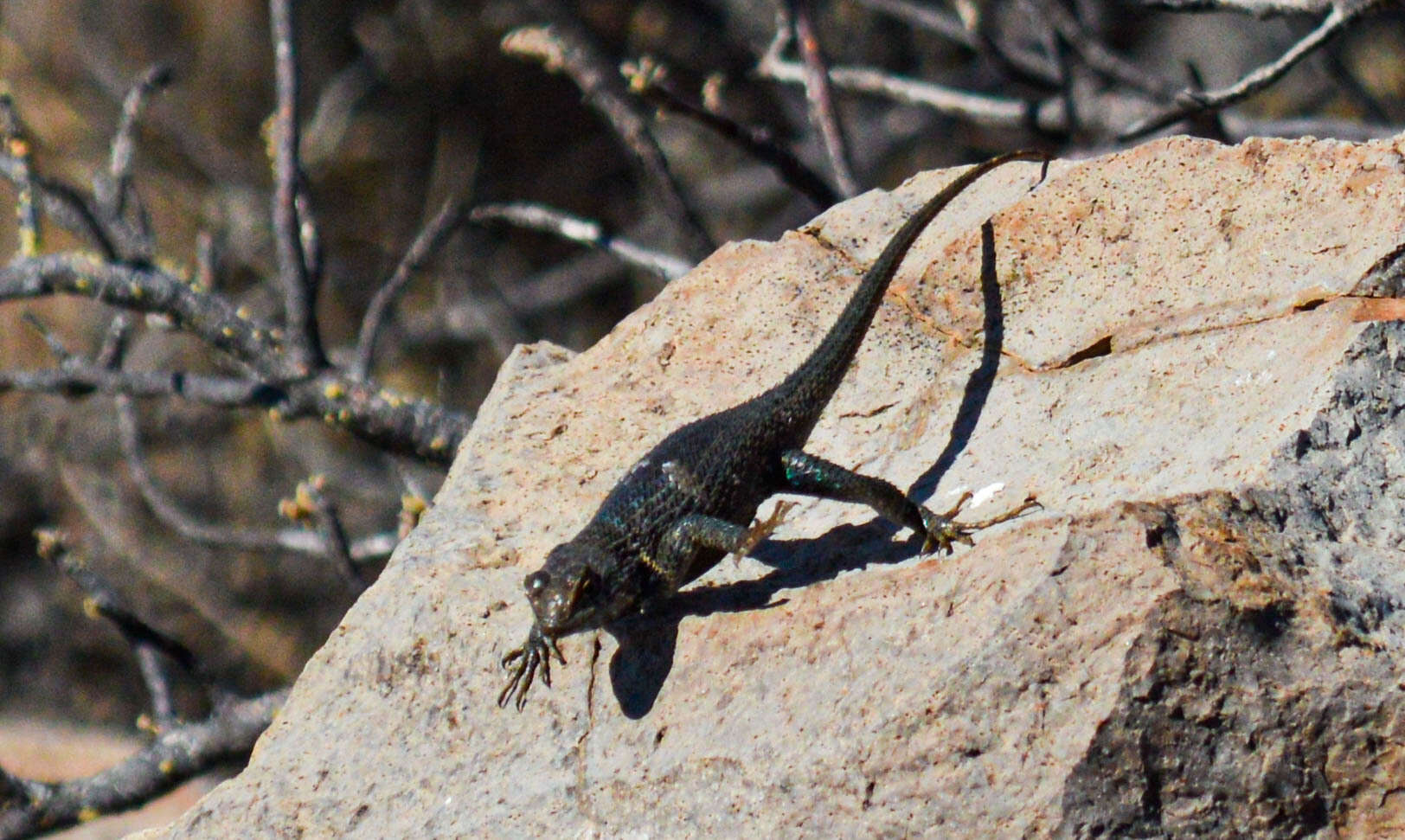 Image of Hunsaker's Spiny Lizard