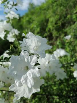 Cordia parvifolia A. DC. resmi