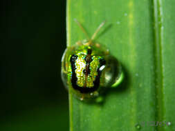 Image of Tortoise beetle