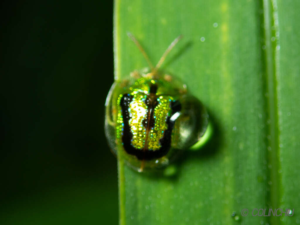 Image of Tortoise beetle