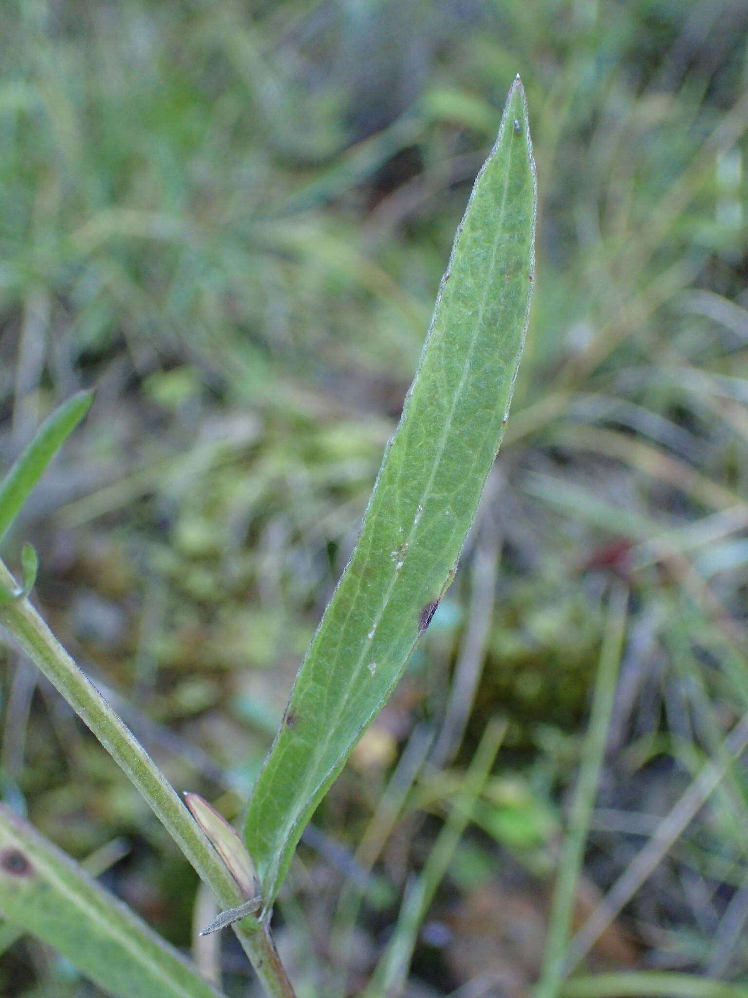 Image of Centaurea jacea subsp. timbalii (Martrin-Donos) Br.-Bl.