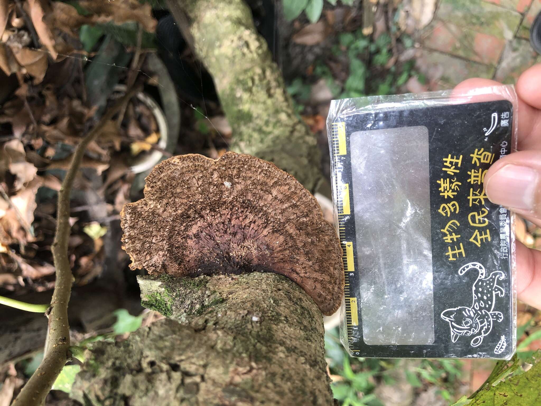 Image of Trametes apiaria (Pers.) Zmitr., Wasser & Ezhov 2012