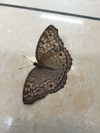 Image of Grey Pansy Butterfly