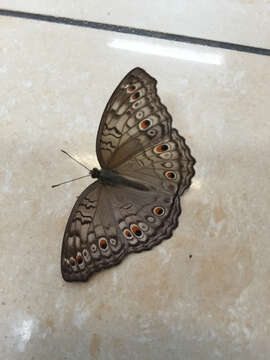 Plancia ëd Junonia atlites Linnaeus 1763