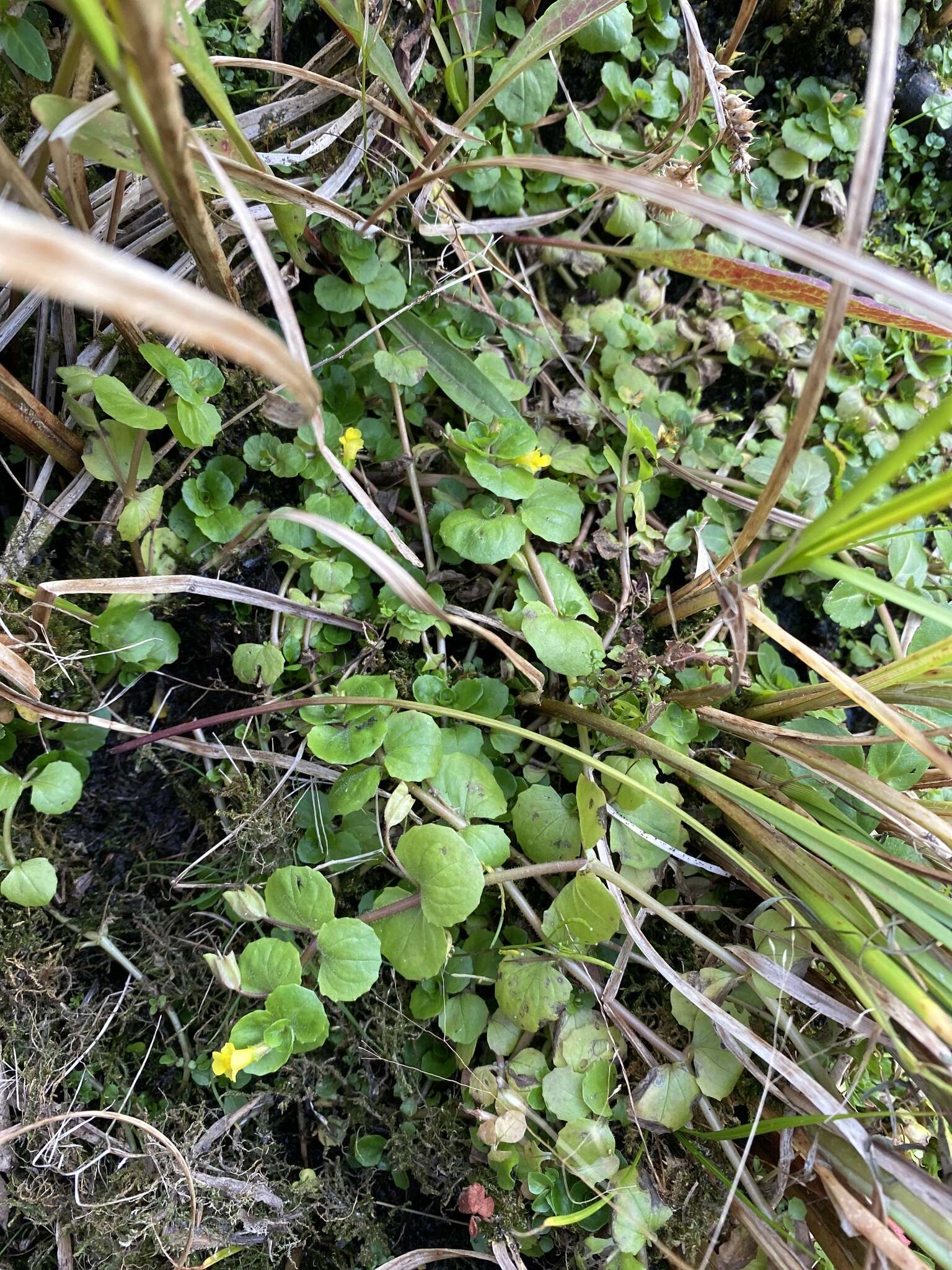 Image of James' monkeyflower