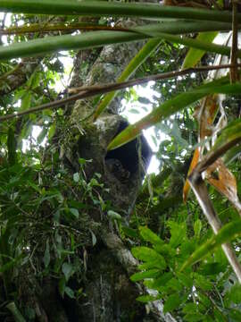 Image of Colombian Gray Night Monkey