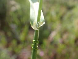 Image of Lemmon's canarygrass