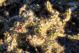 Imagem de Cylindropuntia acanthocarpa (Engelm. & J. M. Bigelow) F. M. Knuth