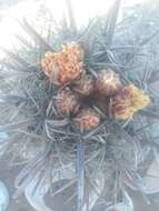 Ferocactus santa-maria Britton & Rose resmi