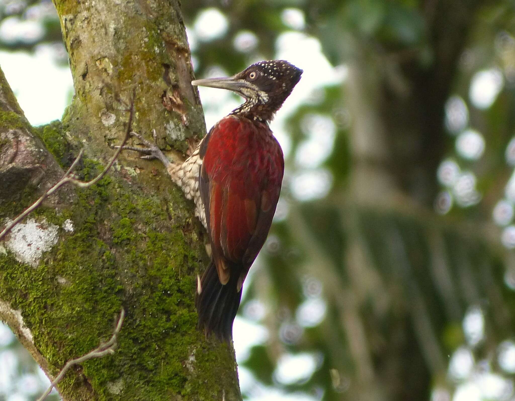 Image of Crimson-backed Flameback