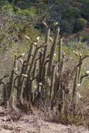 Image of <i>Trichocereus spachianus</i>