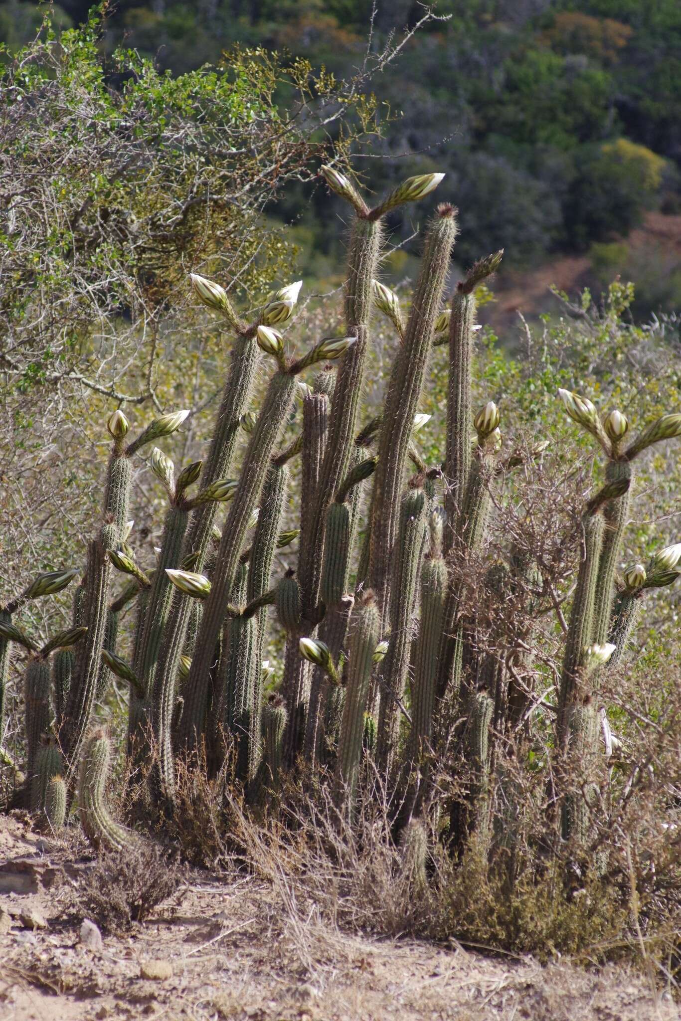 Imagem de <i>Trichocereus spachianus</i>