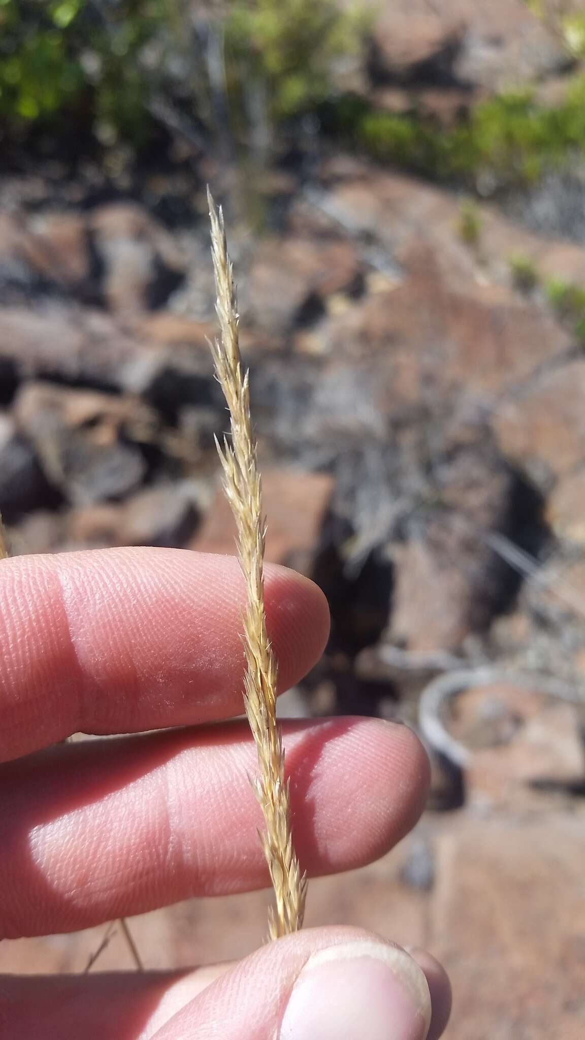 Image of Hawaii Bent