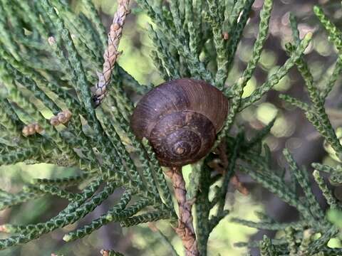 Image of Ganesella saurivonga (Bavay & Dautzenberg 1900)