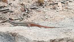 Image of African Five-lined Skink