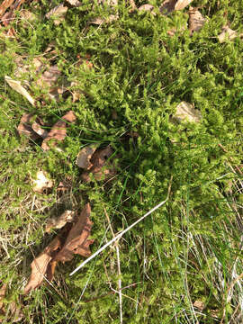 Image of square goose neck moss