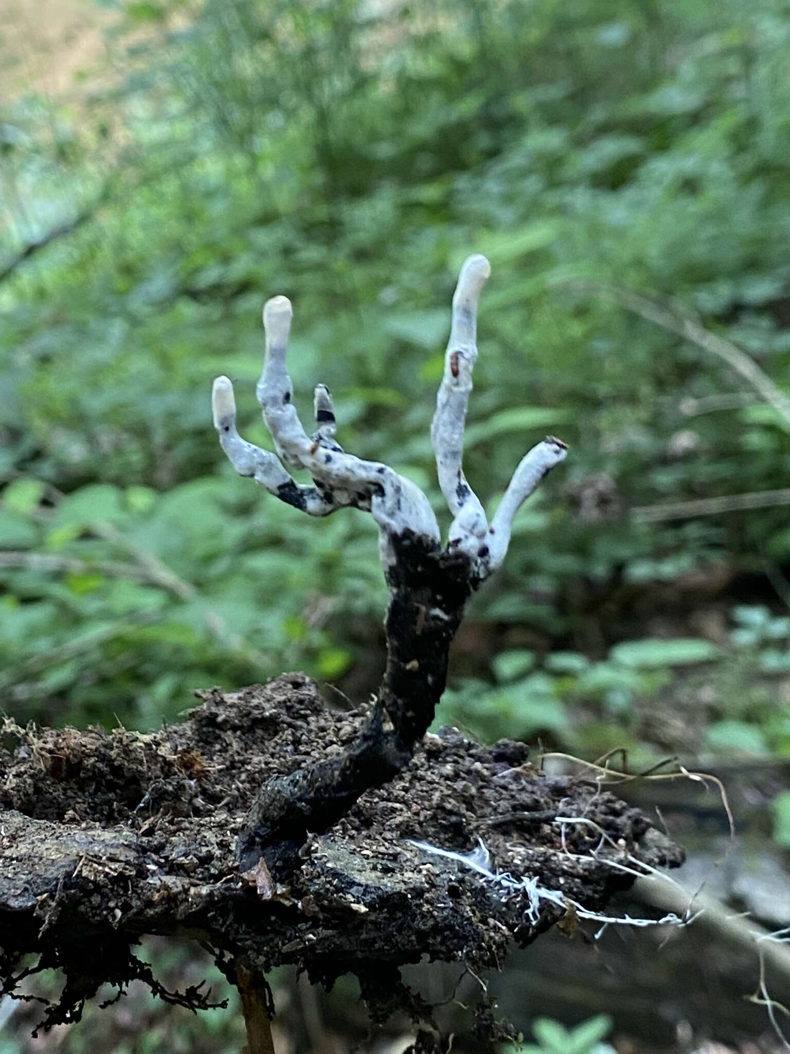 Слика од Xylaria cornu-damae (Schwein.) Berk. 1873