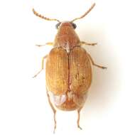 Sivun Acanthoscelides flavescens (Fahraeus 1839) kuva