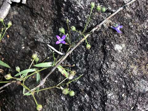 Image of Oldenlandia affinis subsp. fugax (Vatke) Verdc.