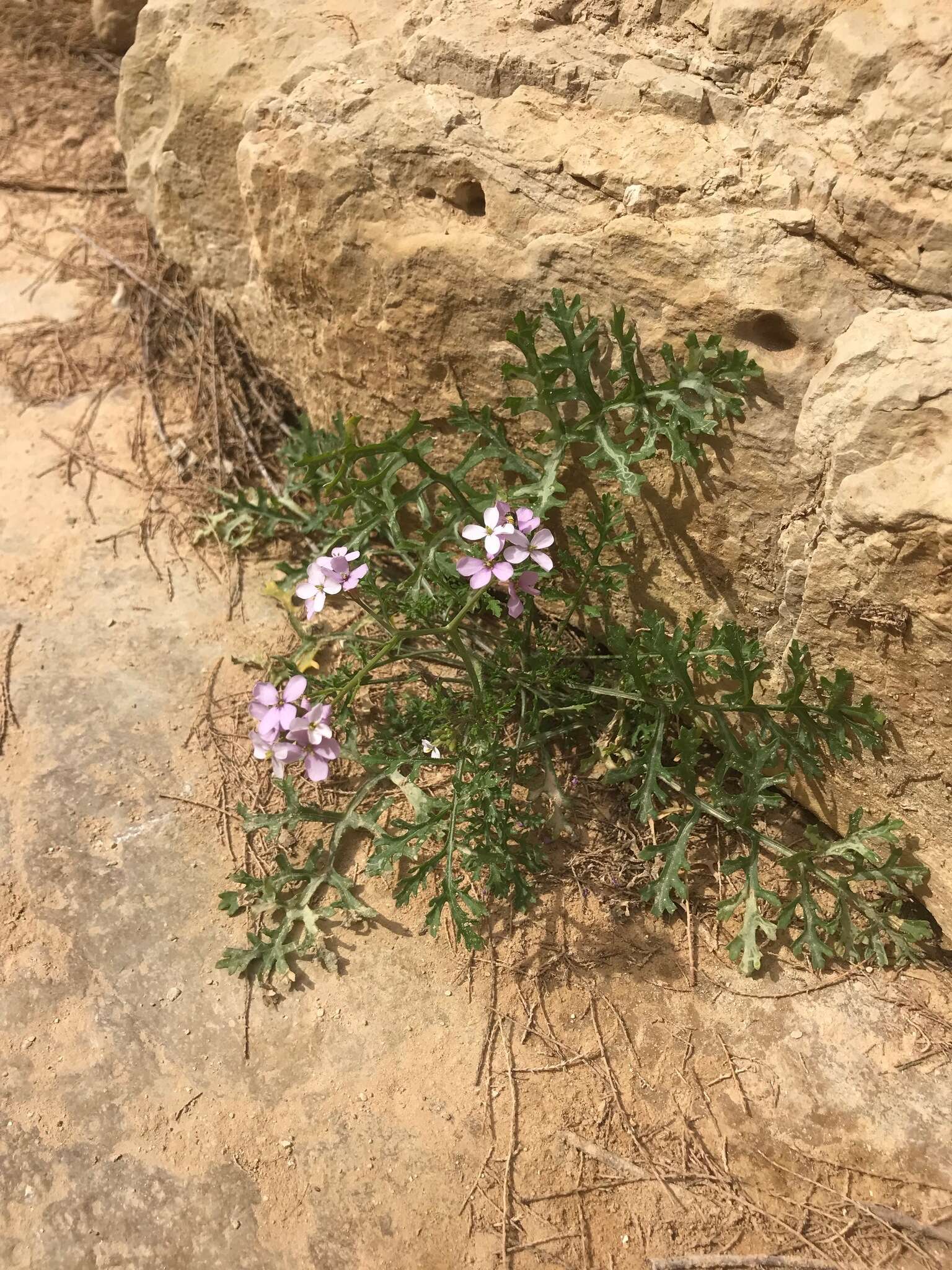 Image de Erucaria rostrata (Boiss.) A. W. Hill ex Greuter & Burdet