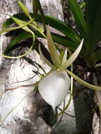 Image de Angraecum praestans Schltr.
