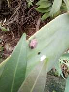 Image of Stink bug