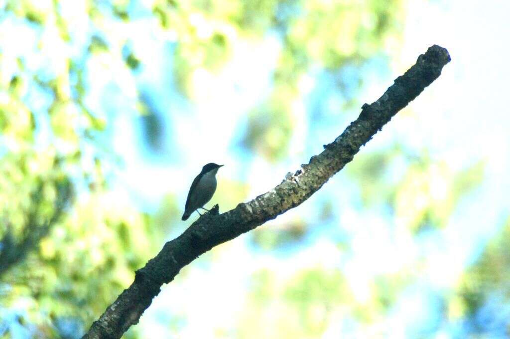 Image of Siberian Blue Robin