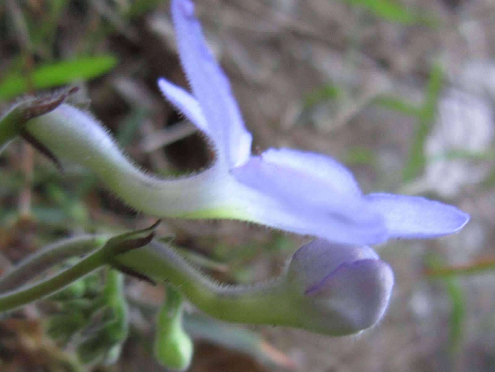 Streptocarpus polyanthus Hook. resmi