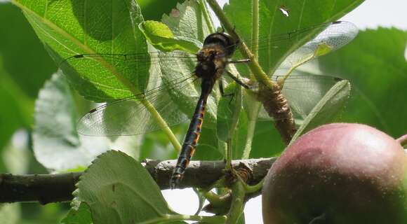 Image of Sentry Dragonfly