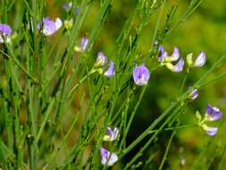 Image of Psoralea ramulosa