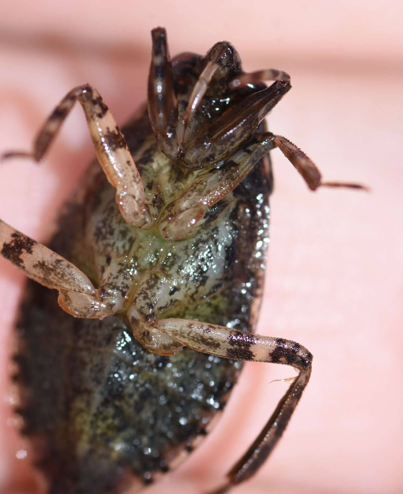 Image of Belostoma minor (Palisot de Beauvois 1820)