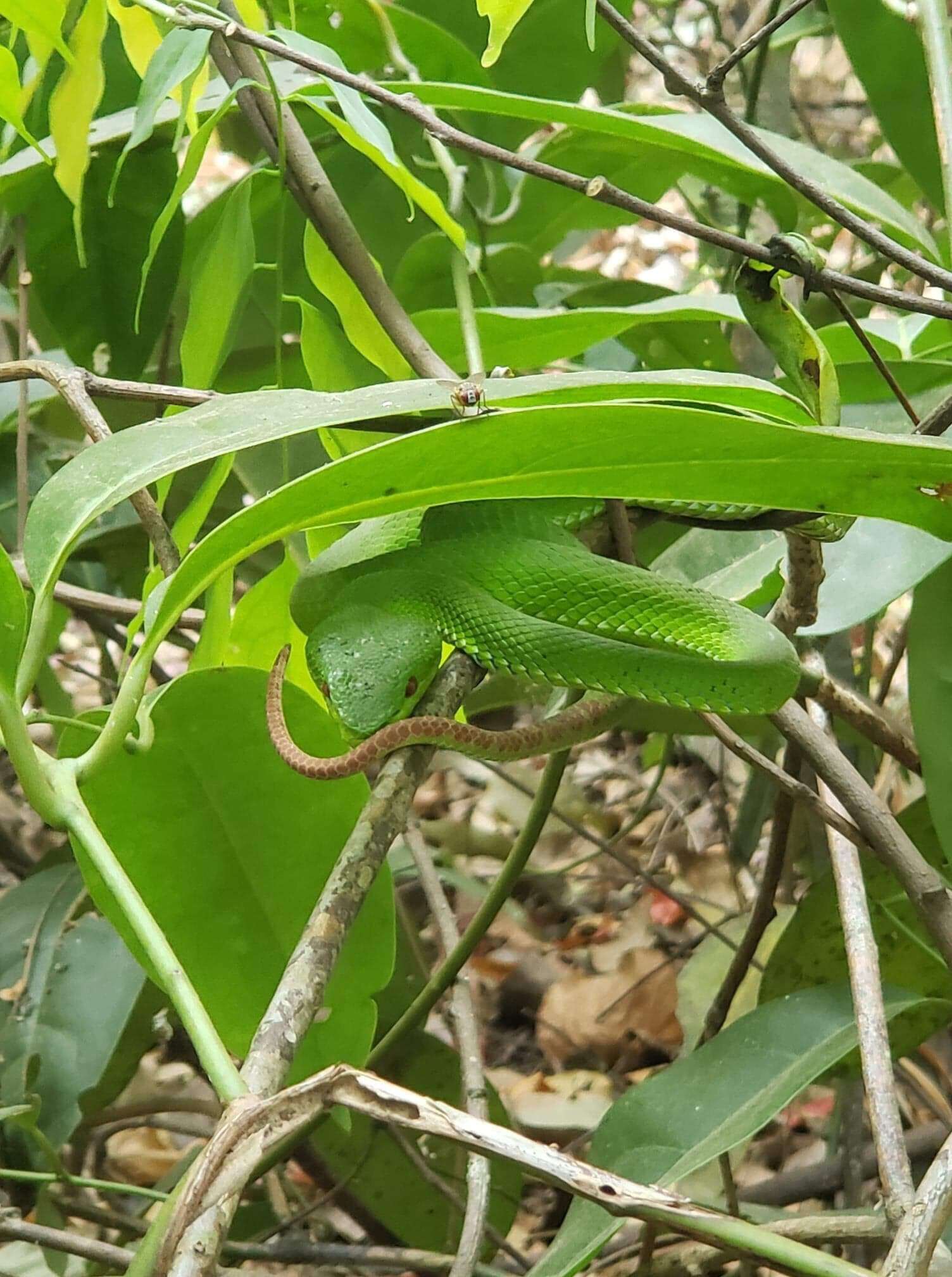 Image of Pope's pit viper