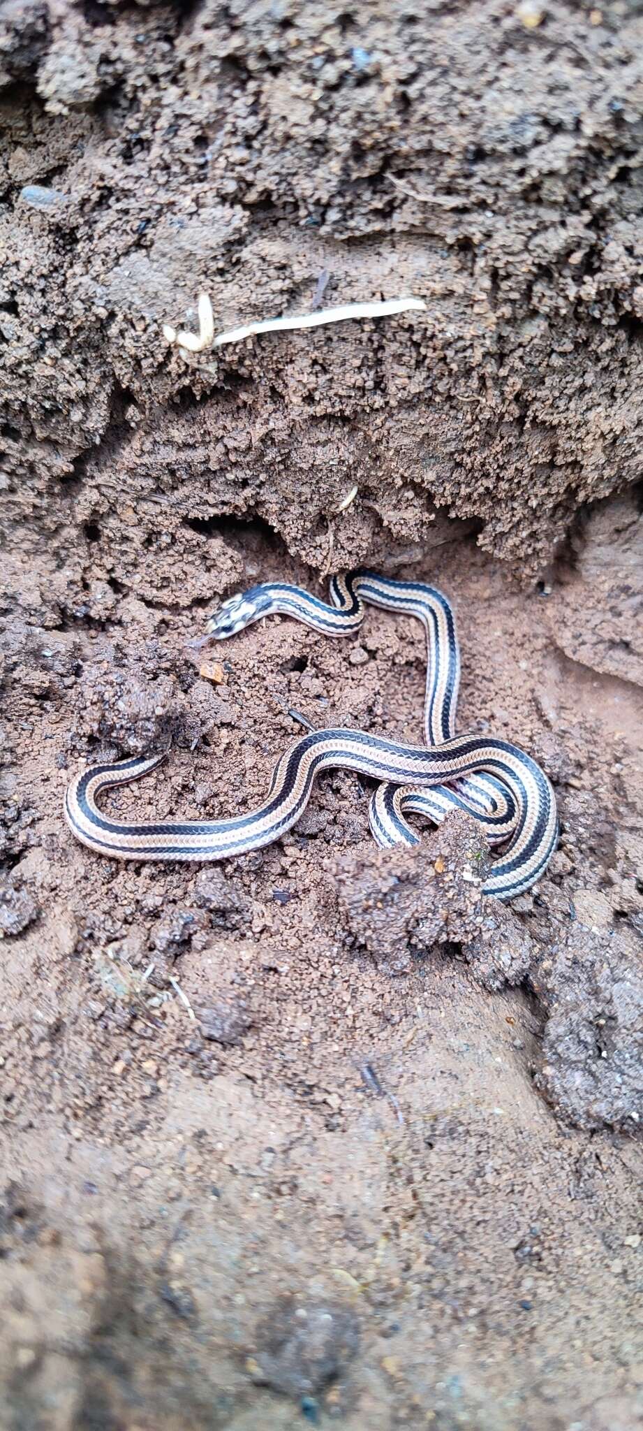 Image of Black Coral Snake