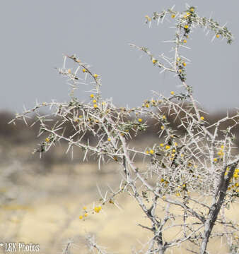 Image de Vachellia nebrownii (Burtt Davy) Seigler & Ebinger