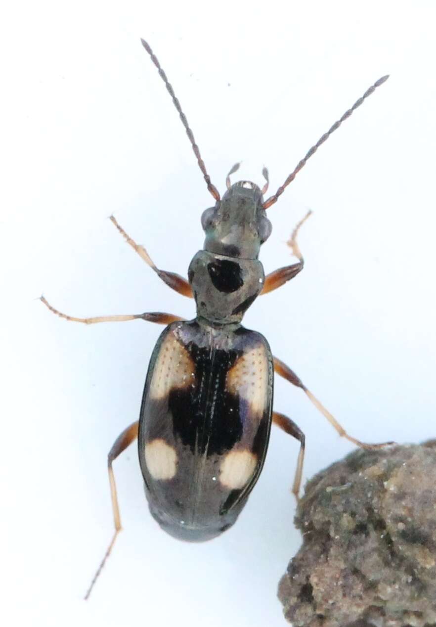 Bembidion (Nepha) genei Küster 1847的圖片